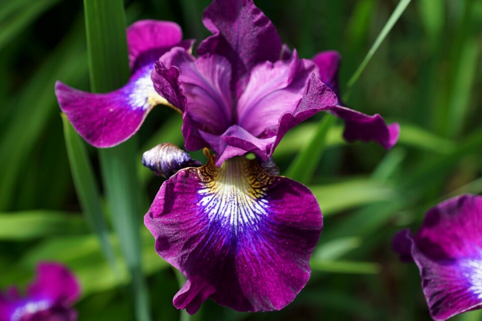 Bloom nature garden photo