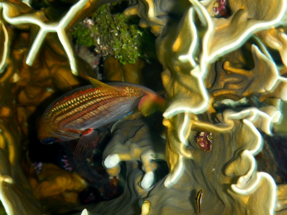 Sargocentron vexillarium 2