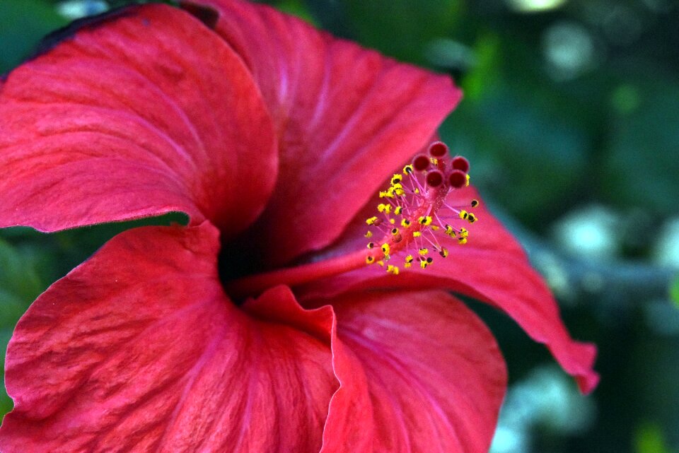 Pistil plant spain