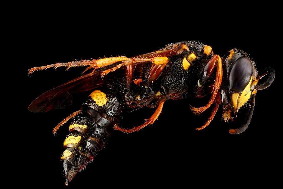 Philanthus gibbosus, female,-side 2012-07-31-20.33.16-ZS-PMax
