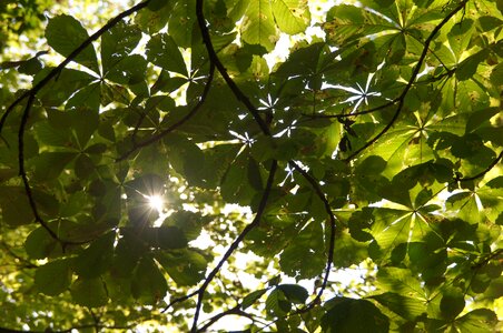 Chestnut beer garden green