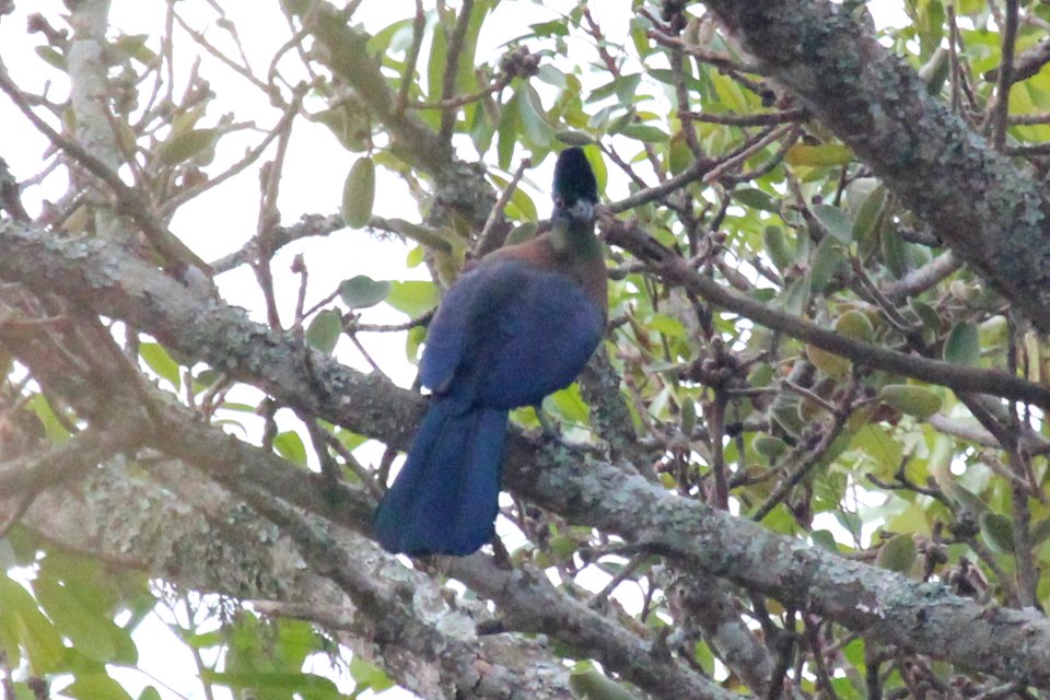 Tauraco porphyreolophus 1
