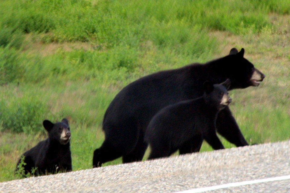 Black Bear Family On The ALCAN 1