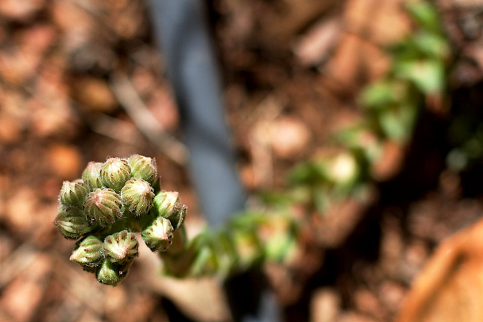 Snaking Up a Succulent Flower