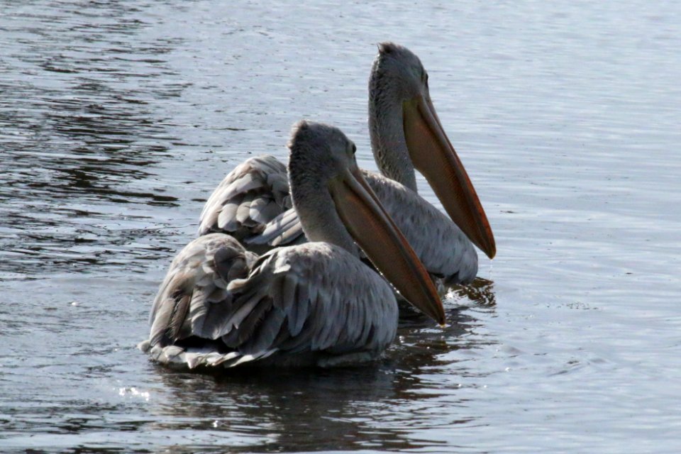 Pelecanus onocrotalus 1