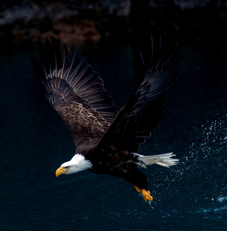 2020 Bald Eagles Going after Fish (18)