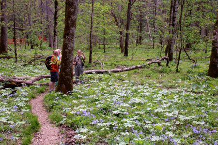 Blue phlox, Mayapple, Yellow trilliums, April 2018--Warren Bielenberg