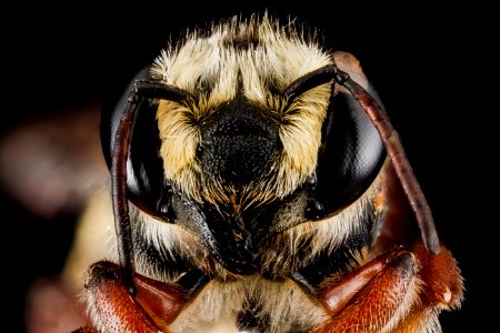 Megachile poeyi, female, face 2012-06-20-16.02.33 ZS PMax