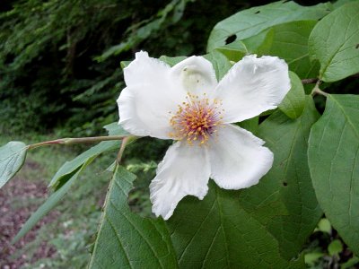 Mountain camellia, June 2004--Tom Harrington
