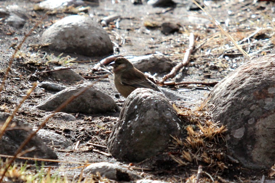 Passer melanurus 1