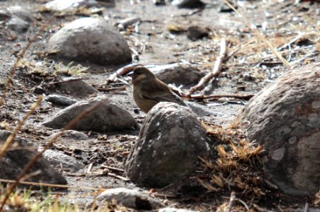 Passer melanurus 1