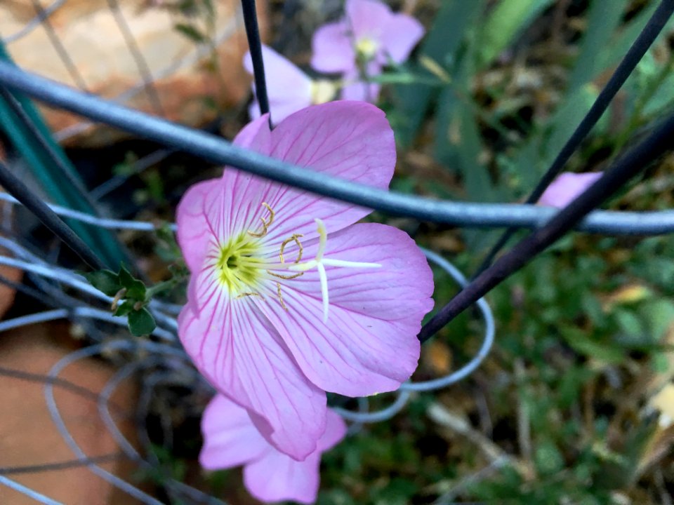 2019/365/187 Flower Any Way You Can