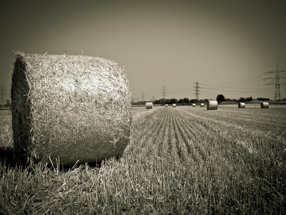 Landscape agriculture stubble