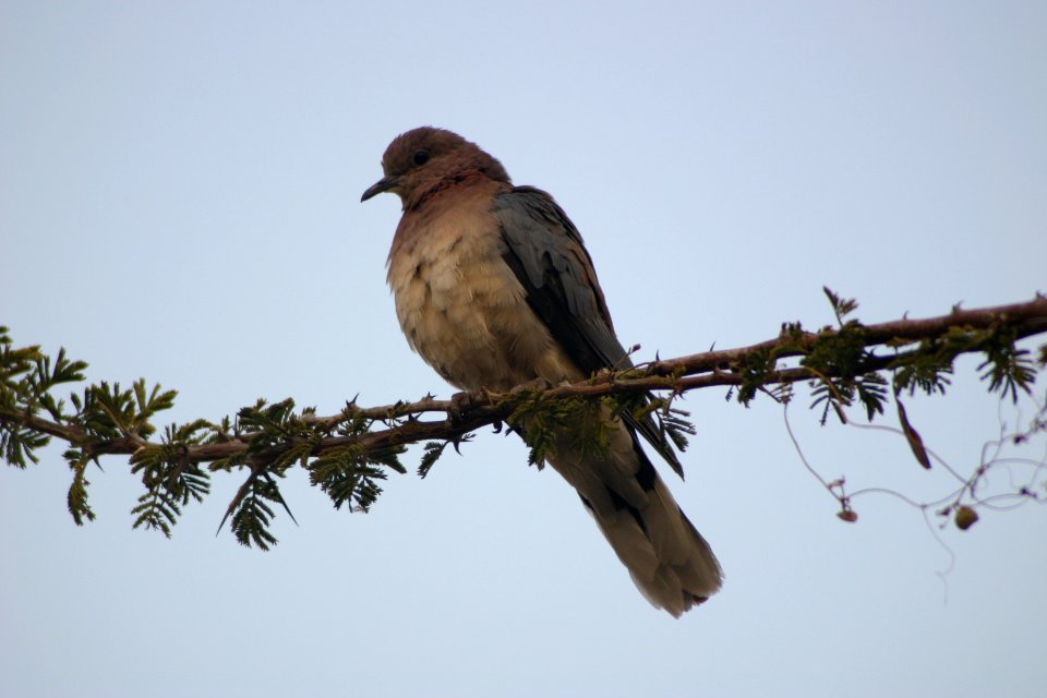 Streptopelia semitorquata 1