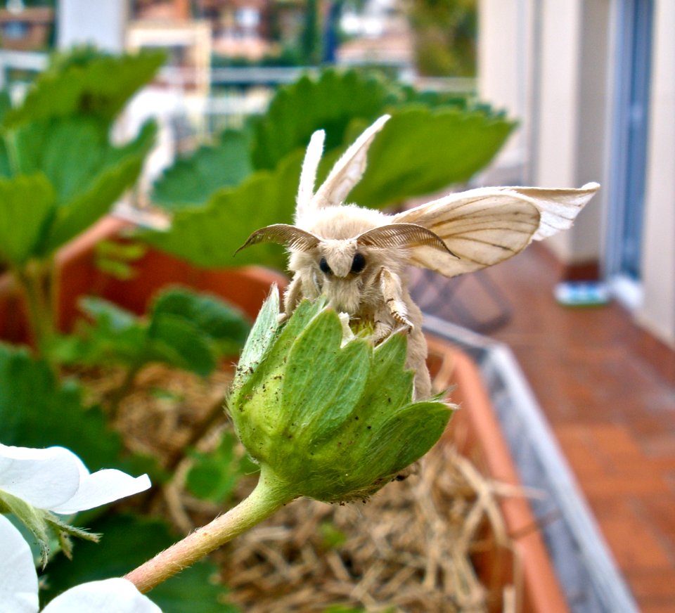 Puppet the Silkworm Moth