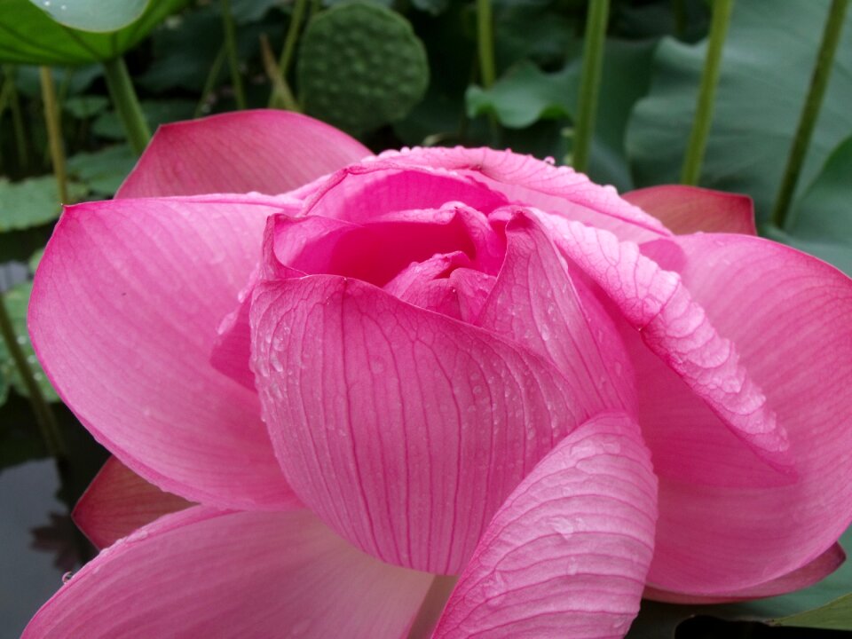 Drop of water flowers plant