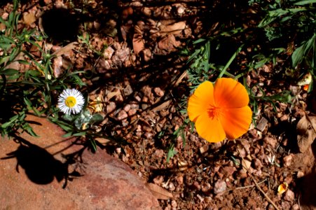 Two Flowers
