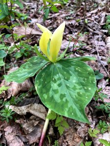 Yellow trillium, April 2018--Andrea Walton