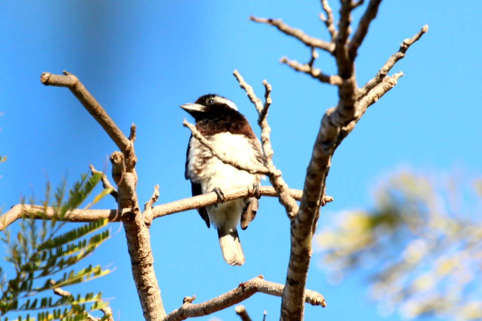 Stactolaema leucotis 2