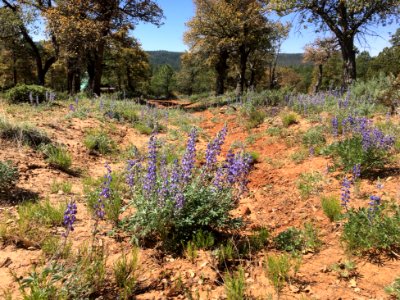 Who put all these flowers in the trail?