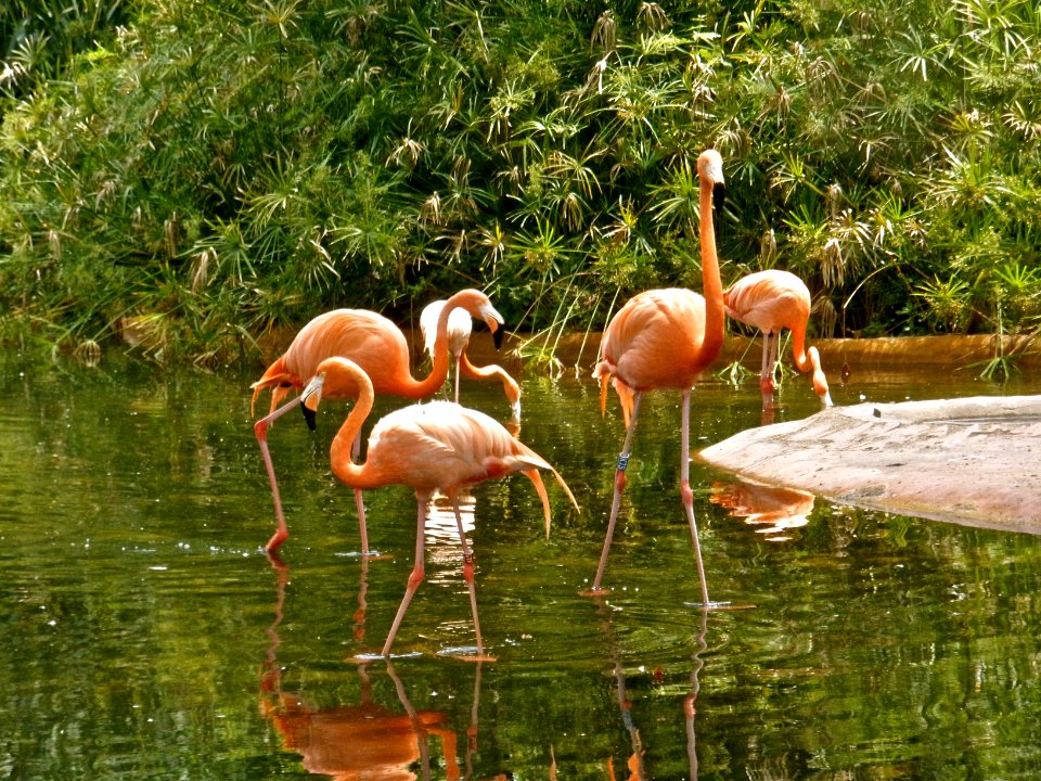 Flamingos!