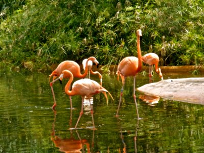 Flamingos! photo
