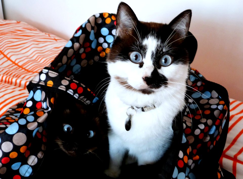 Trying to pack when you have cats