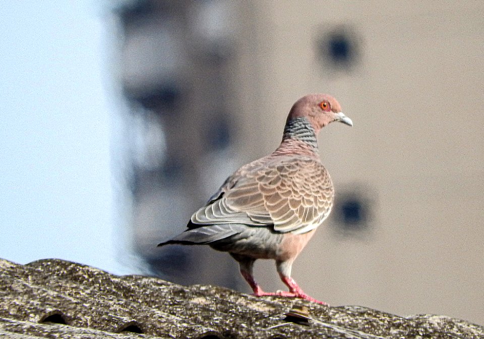 Asa-branca (Patagioenas picazuro)