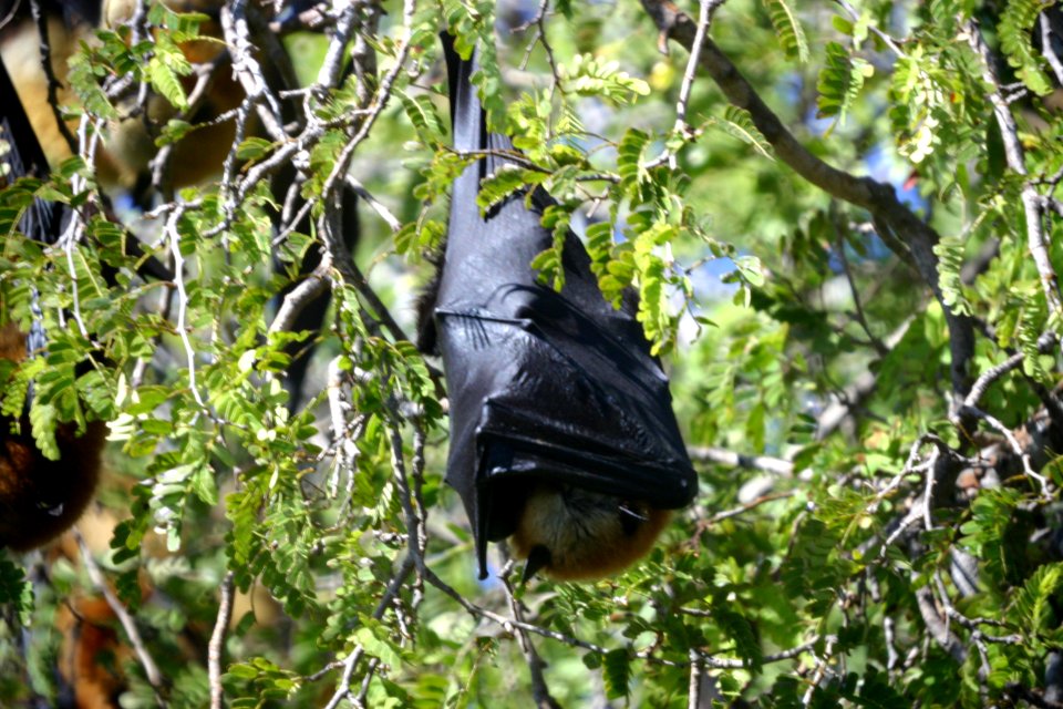 Pteropus rufus 2