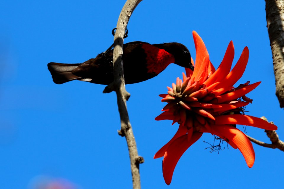 Nectarinia senegalensis 3
