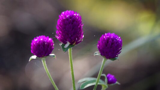 Bachelor button flowers amaranth