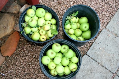 Apple Crop