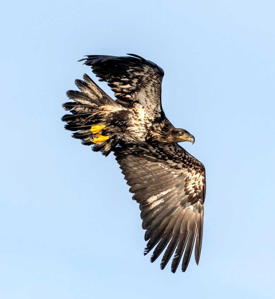 2020 Juvenile Bald Eagles (2)