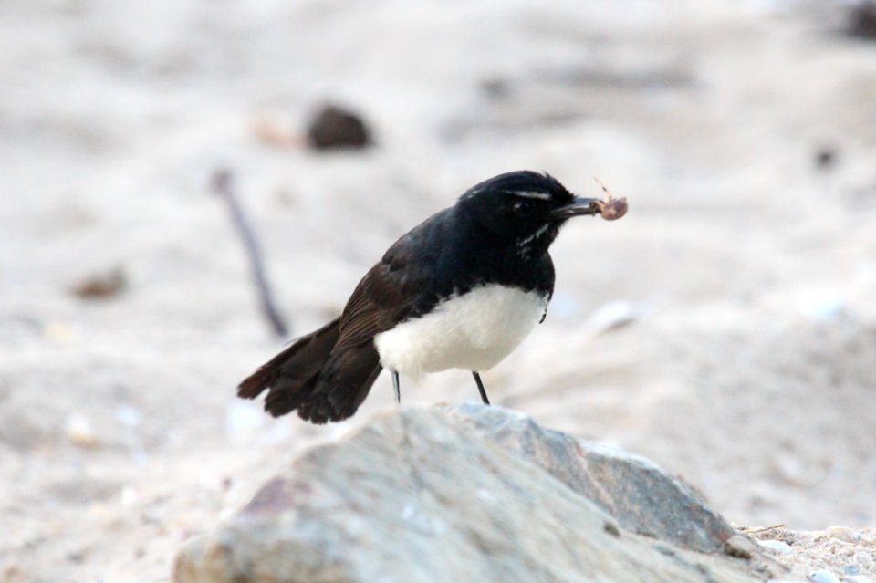 Rhipidura leucophrys 3