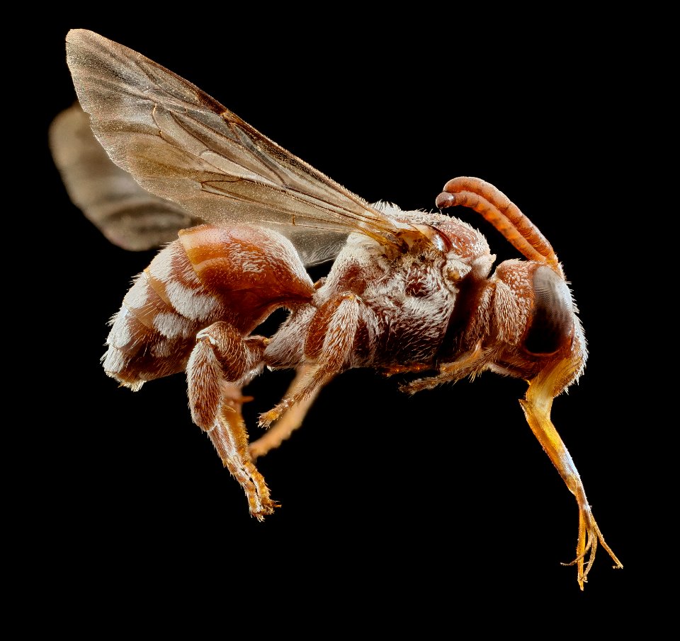 Pasites maculatus, f, pakistan, side 2014-11-02-01.50.40 ZS PMax