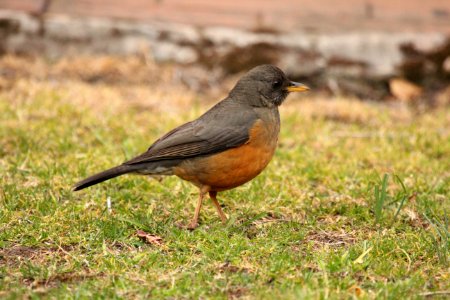 Turdus olivaceus 1