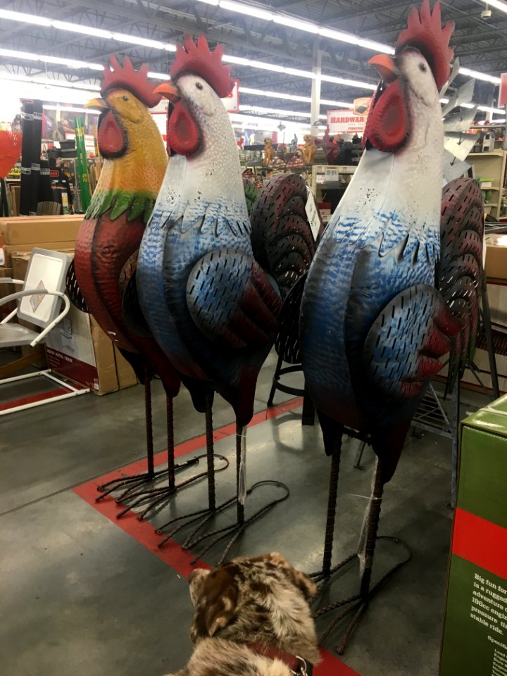 Choose Your Chicken