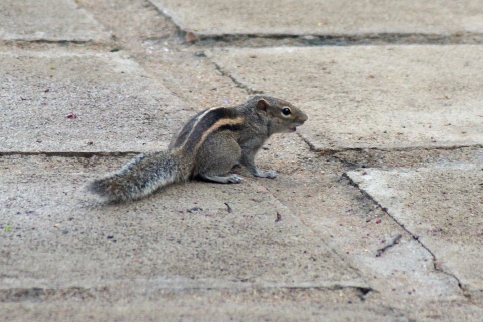 Funambulus palmarum 1