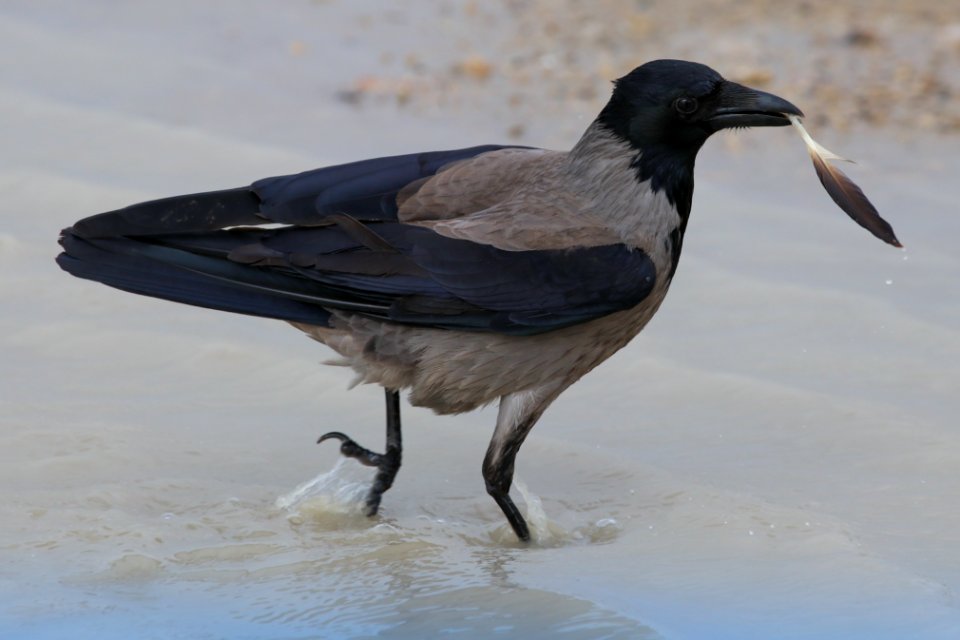 Single feather photo