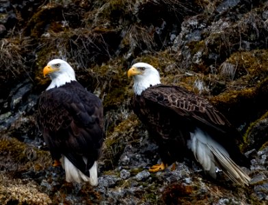 2020 Bald Eagle Portraits, vicinity Homer, Alaska (4)