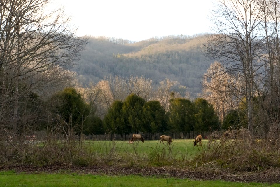 Elk grazing, 2018--Chalice Keith