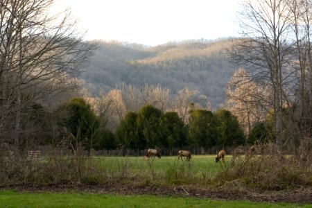 Elk grazing, 2018--Chalice Keith