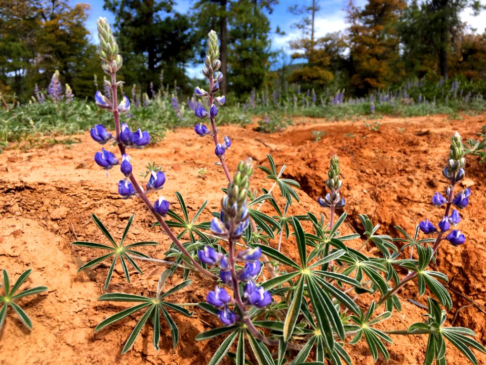Lupines Love the Orange Sandy Soil