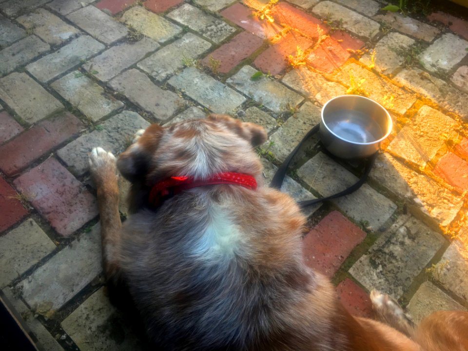 Relaxed on the Patio