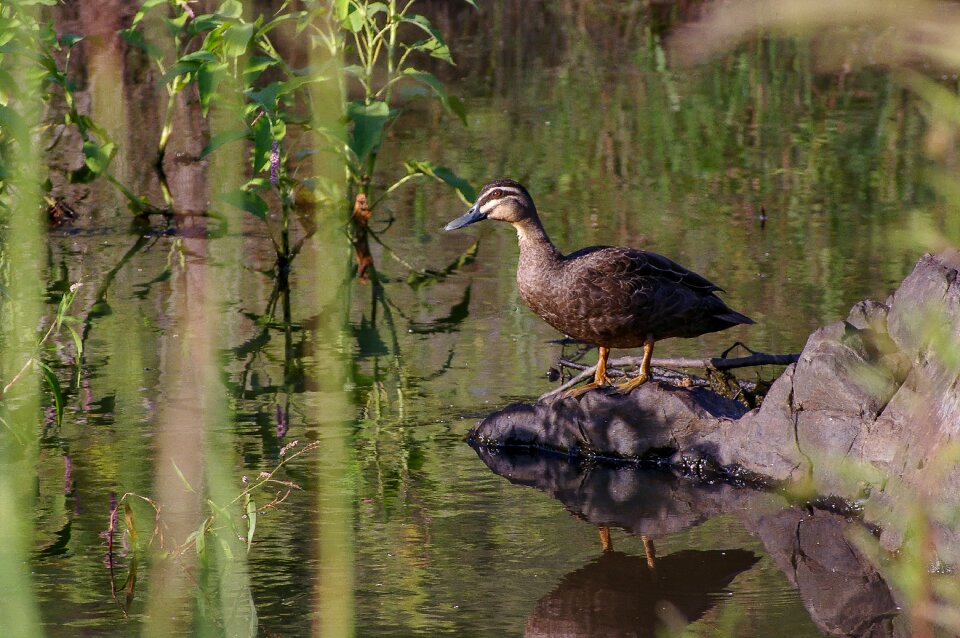 Rock standing bird photo