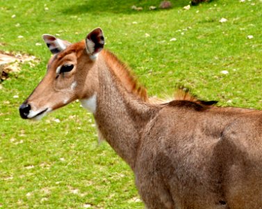 Beauval Zoo