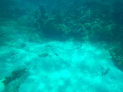Diodon hystrix 1