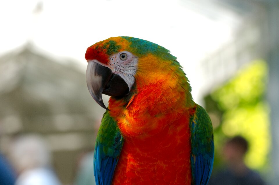 Bird animal colorful