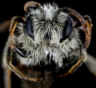 Andrena nasonii, M, face, New York, Kings County 2013-02-07-14.25.36 ZS PMax