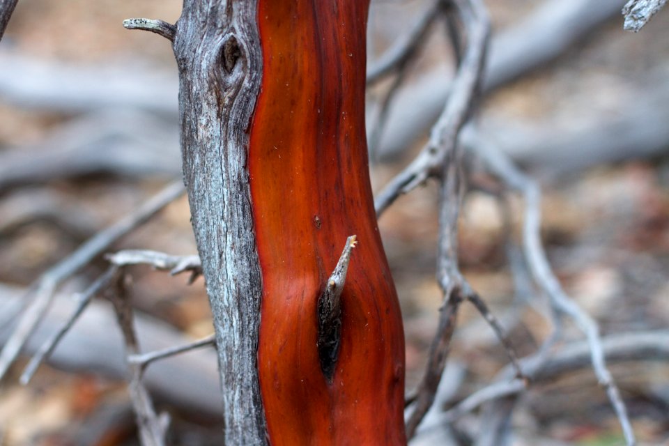 Liquid Like Manzanita Texture